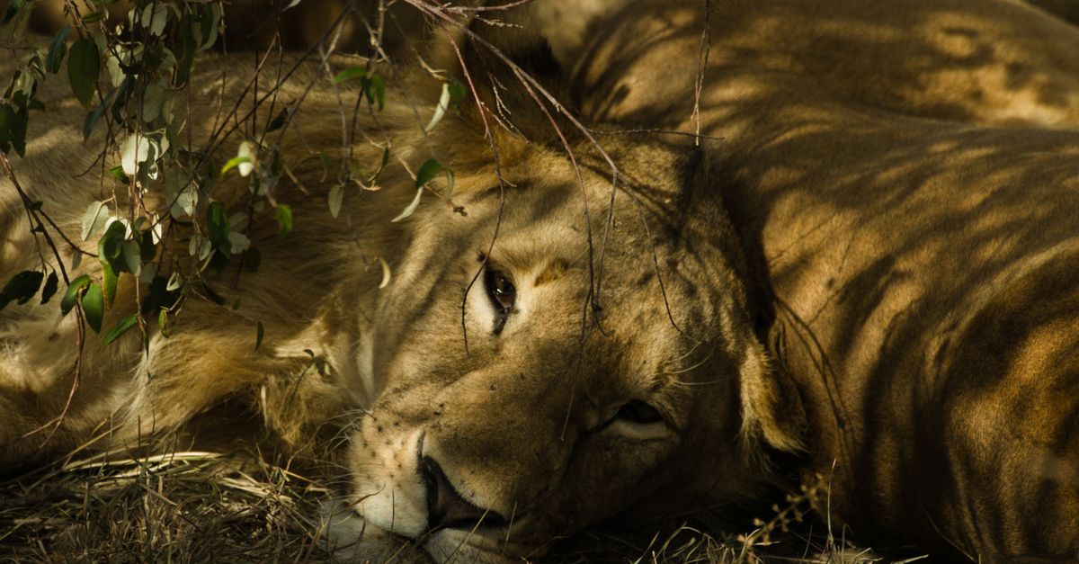 A lion lying peacefully under dappled sunlight in a safari setting.